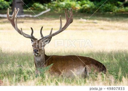 芝生に座り込み一休みするしか イギリスリッチモンドパークにて 芝生に座り込み一休みするしか イギリスリッチモンドパークにて 49807833