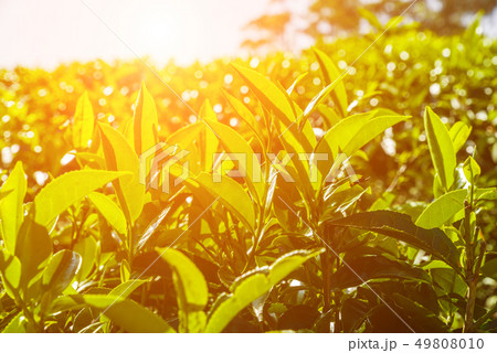 Fresh green tea leaves on a tea plantation in Sri Lanka. 49808010