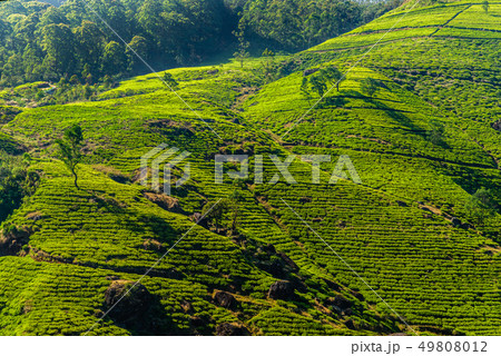 Green tea plantation in the mountains. Sri Lanka 49808012