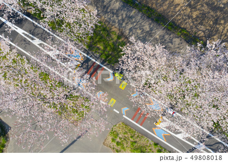 つくば霞ヶ浦りんりんロードの桜並木　筑波自転車道 桜川土浦自転車道線 自転車道　茨城県 49808018