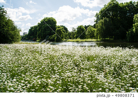 セントジェームズパークの池の脇に一面に咲く白い花々の写真素材