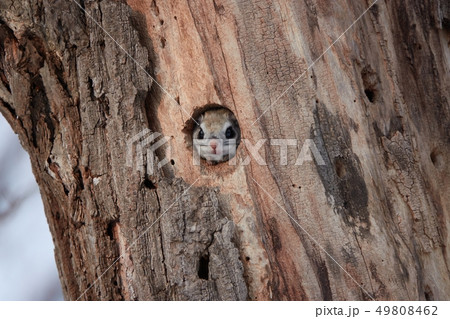巣穴から顔を出すエゾモモンガ 49808462