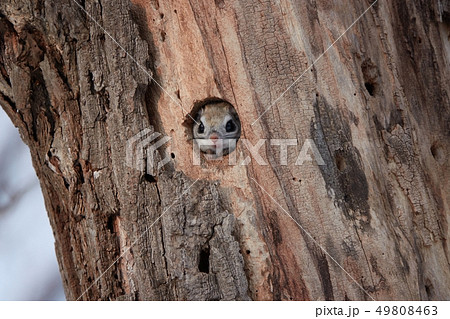 巣穴から顔を出すエゾモモンガ 49808463