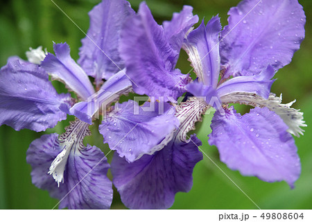 イチハツの花 イチハツの花 49808604