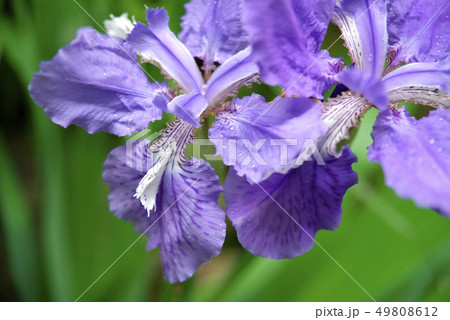 イチハツの花 イチハツの花 49808612