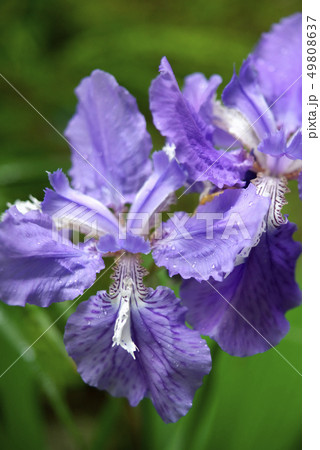 イチハツの花 49808637