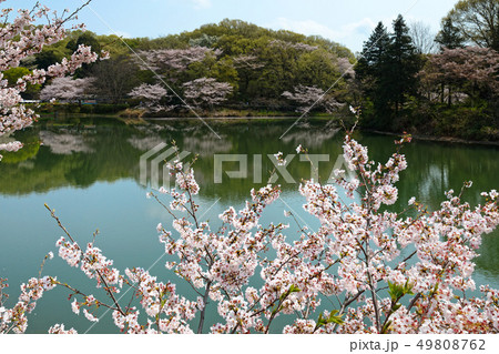 三ツ池公園の満開の桜と水面に映える景観 49808762
