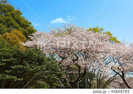 三ツ池公園の満開の桜　染井吉野　 49808765