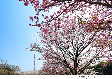 三ツ池公園の満開の桜ととテレビ塔 三ツ池公園の満開の桜ととテレビ塔 49808768