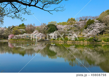 三ツ池公園の満開の桜と水面に映える景観 49808798