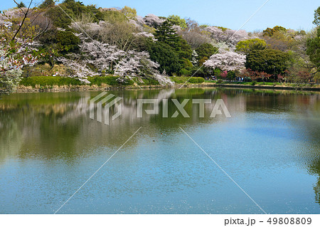 三ツ池公園の満開の桜と水面に映える景観　カイツブリ 49808809