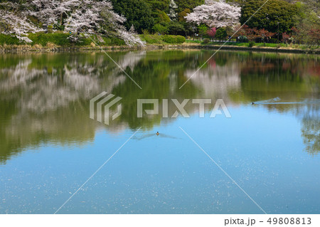 三ツ池公園の満開の桜と水面に映える景観 カイツブリ 三ツ池公園の満開の桜と水面に映える景観 カイツブリ 49808813