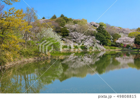 三ツ池公園の満開の桜と水面に映える景観 49808815