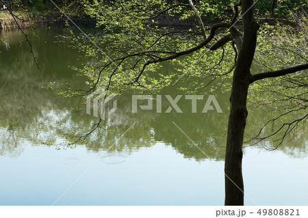 三ツ池公園の若葉に新緑と水面に映える景観 49808821