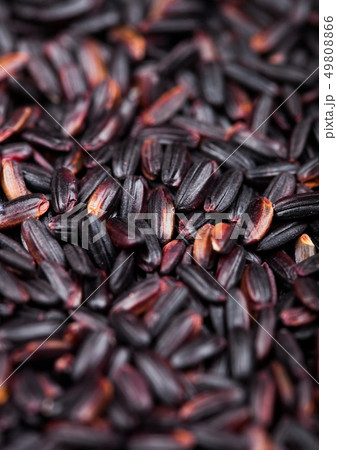 Fresh raw organic black venus rice.Healthy Fresh raw organic black venus rice.Healthy 49808866