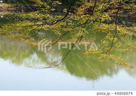 三ツ池公園の若葉に新緑と水面に映える景観 49808874