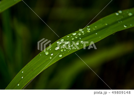 Green Grass Blade with Water Drops on Surface 49809148