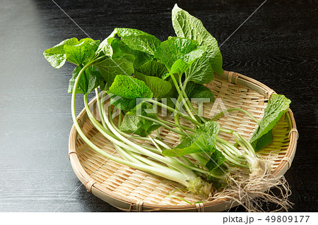 わさびの茎 わさびの茎 49809177