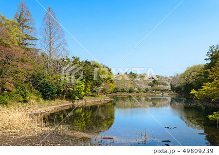 三ツ池公園の満開の桜と水面に映える景観 49809239