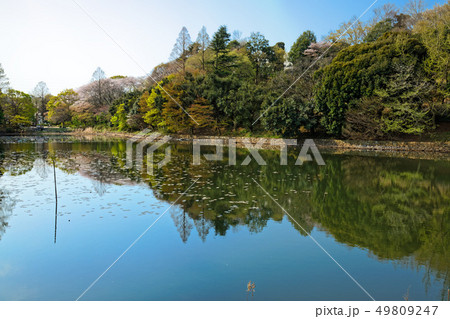 三ツ池公園の満開の桜と水面に映える景観 49809247