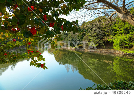 三ツ池公園の水辺の椿の花と水面に映える景観　 49809249