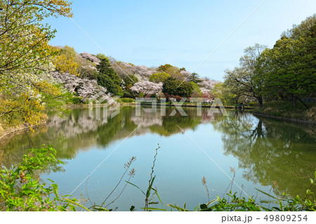 三ツ池公園の満開の桜と水面に映える景観 49809254