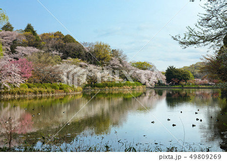 三ツ池公園の満開の桜と水面に映える景観　野鳥 49809269