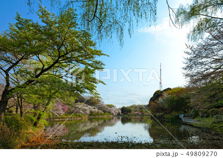 三ツ池公園の満開の桜とテレビ塔 49809270