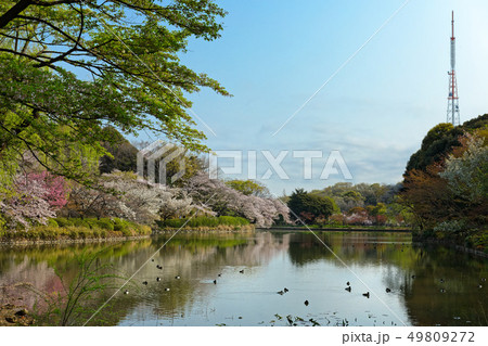 三ツ池公園の満開の桜とテレビ塔 49809272