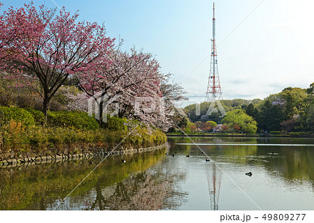 三ツ池公園の満開の桜とテレビ塔 49809277