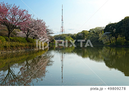 三ツ池公園の満開の桜とテレビ塔 49809278