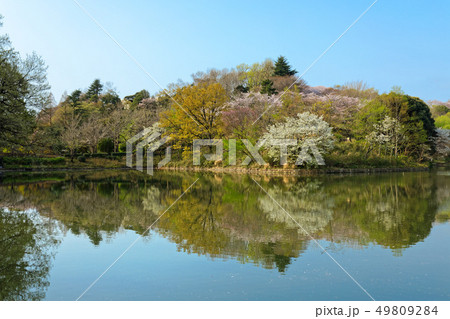 三ツ池公園の満開の桜と水面に映える景観 49809284