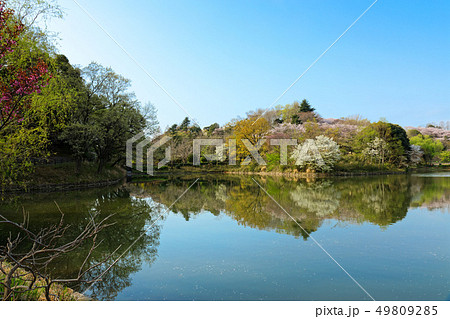 三ツ池公園の満開の桜と水面に映える景観 49809285