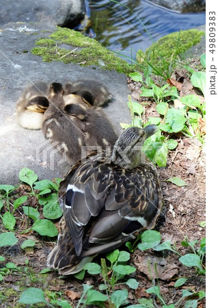 カモの親子 カモの親子 49809383