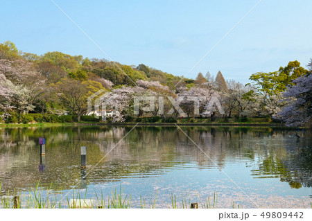 三ツ池公園の満開の桜と水面に映える景観 49809442