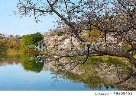 三ツ池公園の満開の桜と水面に映える景観 49809453