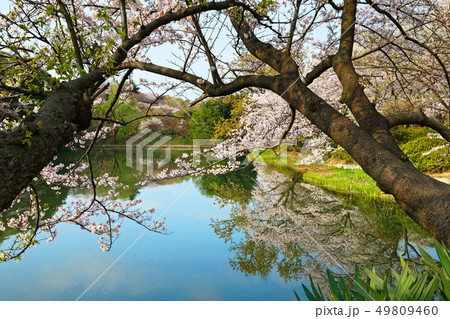 三ツ池公園の満開の桜と水面に映える景観 49809460