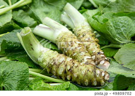 生ワサビ 49809702