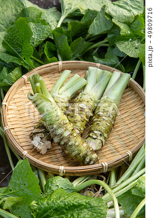 生ワサビ 49809716