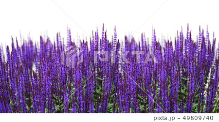 Purple salvia flowers 49809740