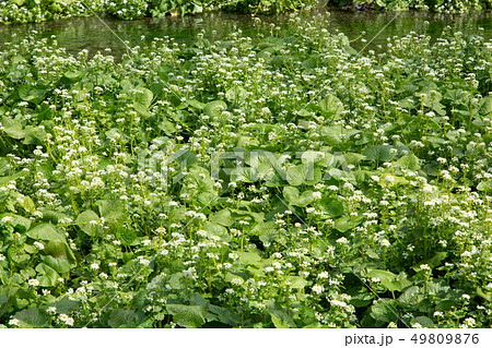 ワサビ畑 49809876