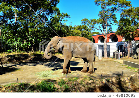 ヨコハマズーラシア動物園インンドゾウ ヨコハマズーラシア動物園インンドゾウ 49810095