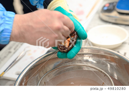 ウニの殻割 ウニの殻割 49810280