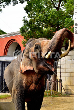 ヨコハマズーラシア動物園インドゾウ ヨコハマズーラシア動物園インドゾウ 49810359