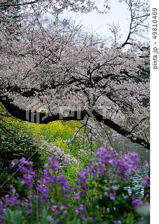 千鳥ヶ淵の桜と菜の花たち 49810409