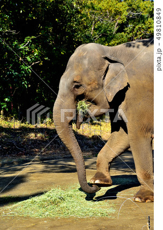 ヨコハマズーラシア動物園インドゾウ 49810849