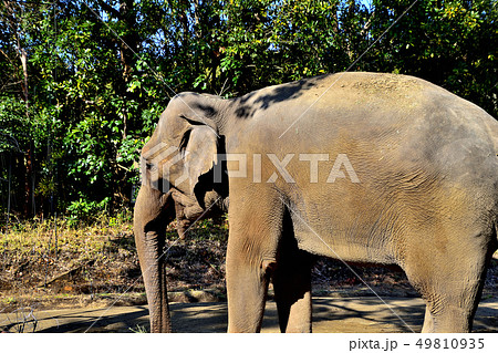 ヨコハマズーラシア動物園インドゾウ 49810935
