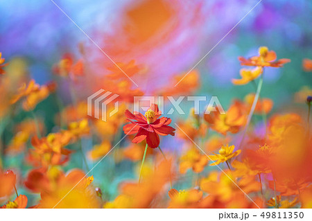 黄花コスモスの写真素材