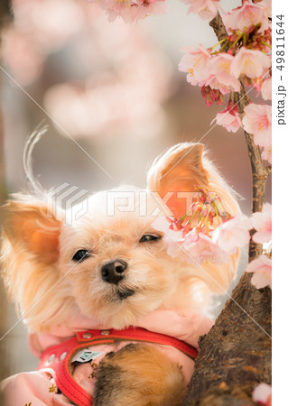 わんこと桜 49811644