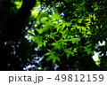 カエデの葉 夏 森 49812159
